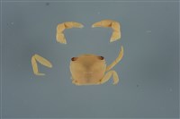 藏品(平背蜞)的圖片